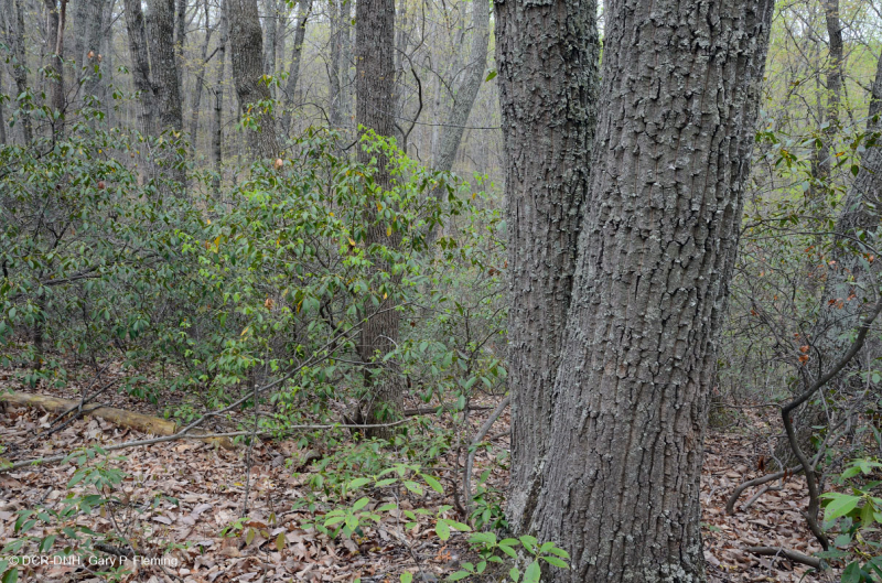 Rừng sồi hạt dẻ Appalachian Trung tâm / Nội Piedmont – CEGL006299