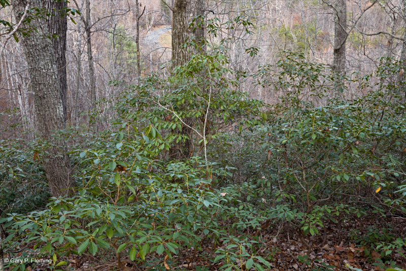 Rừng sồi hạt dẻ Appalachian Trung tâm / Nội Piedmont – CEGL006299