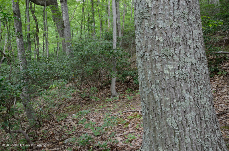 Rừng sồi hạt dẻ Appalachian Trung tâm / Nội Piedmont – CEGL006299