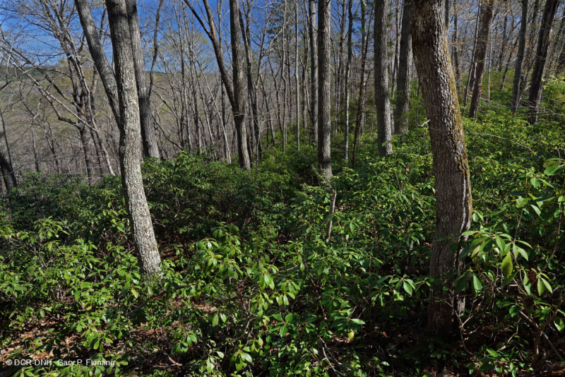 Rừng sồi hạt dẻ Appalachian Trung tâm / Nội Piedmont – CEGL006299