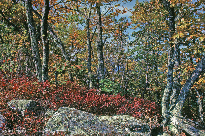 Rừng sồi hạt dẻ Appalachian Trung tâm / Nội Piedmont – CEGL006299