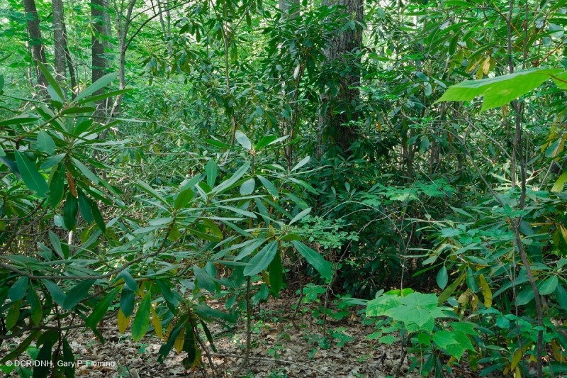 Sồi hạt dẻ Appalachian phía Nam - Sồi đỏ phía Bắc / Rừng đỗ quyên lớn – CEGL006286