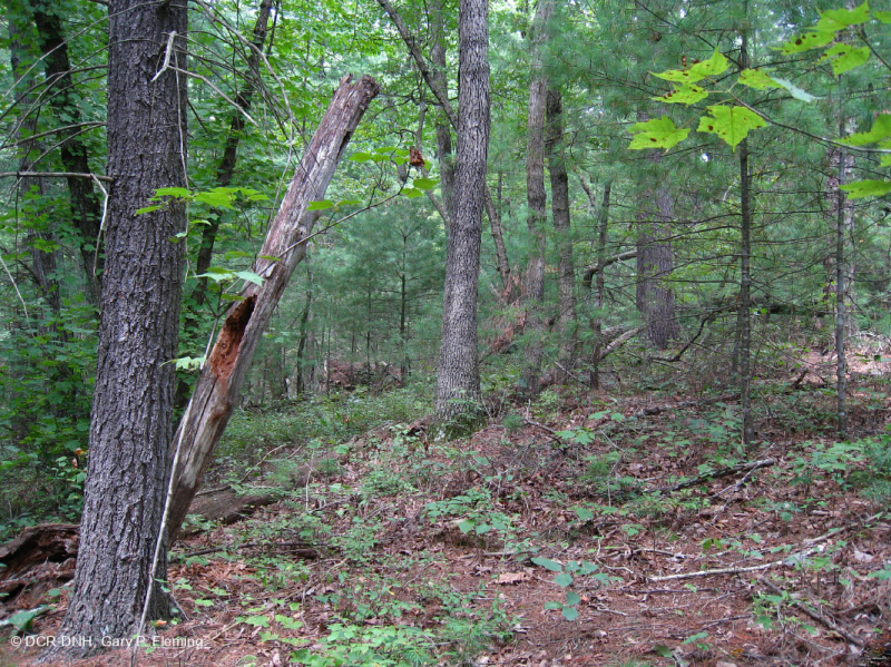 Thông trắng Appalachian miền Trung/Piedmont - Rừng sồi – CEGL008539