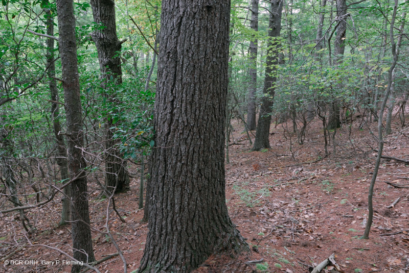 Thông trắng Appalachian miền Trung/Piedmont - Rừng sồi – CEGL008539