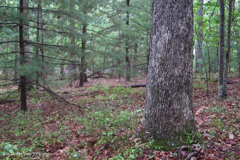 Thông trắng Appalachian miền Trung/Piedmont - Rừng sồi – CEGL008539