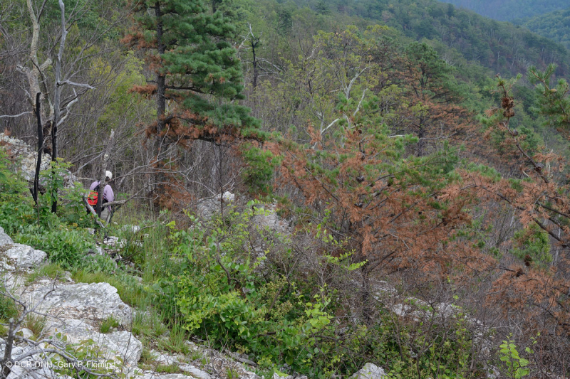 Thông Appalachian Trung tâm - Rừng sồi / Cây thạch nam – CEGL004996