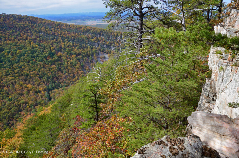 Thông Appalachian Trung tâm - Rừng sồi / Cây thạch nam – CEGL004996