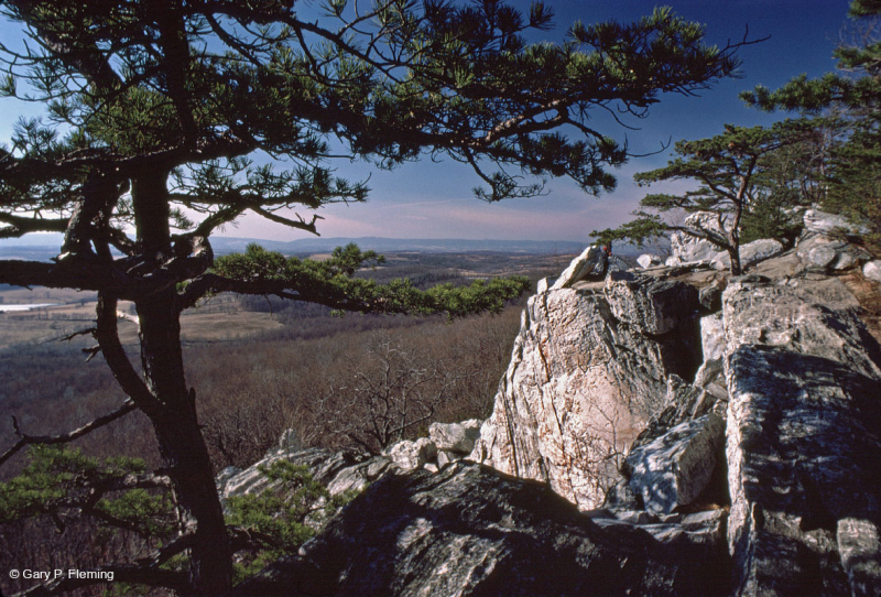 Thông Appalachian Trung tâm - Rừng sồi / Cây thạch nam – CEGL004996