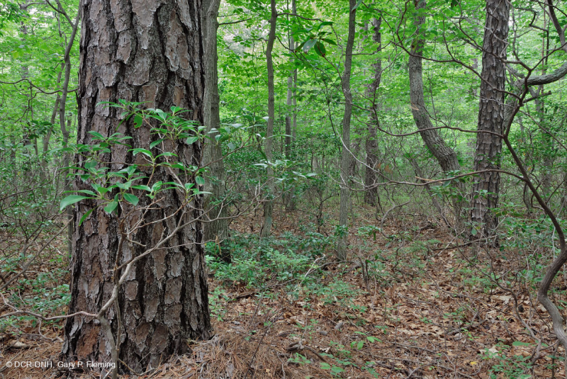 Thông Appalachian Trung tâm - Rừng sồi / Cây thạch nam – CEGL004996