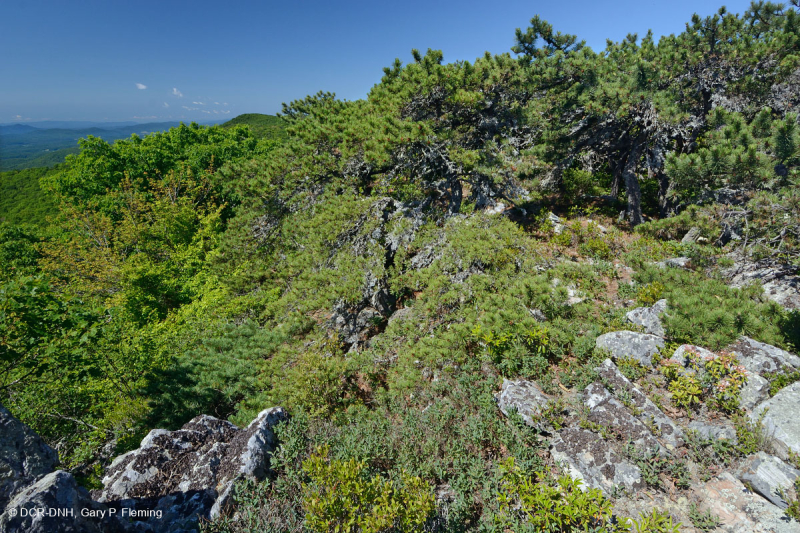 Thông Appalachian Trung tâm - Rừng sồi / Heath - CEGL004996