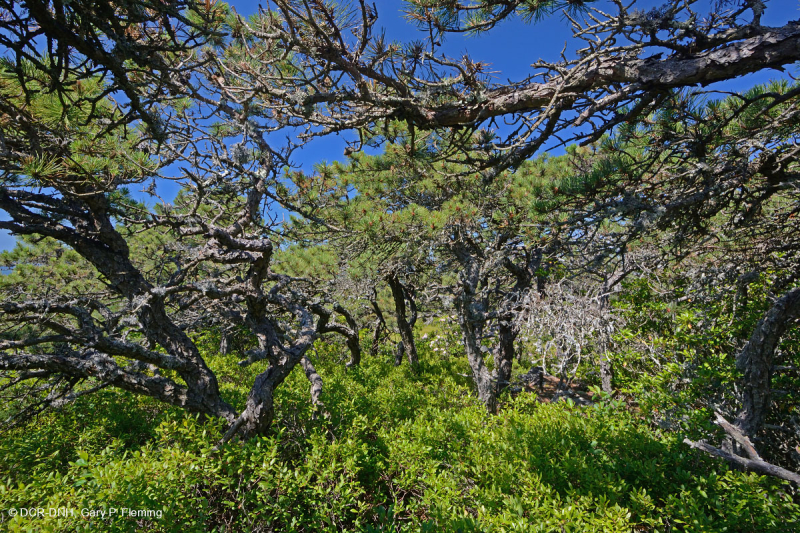 Thông Appalachian Trung tâm - Rừng sồi / Heath - CEGL004996