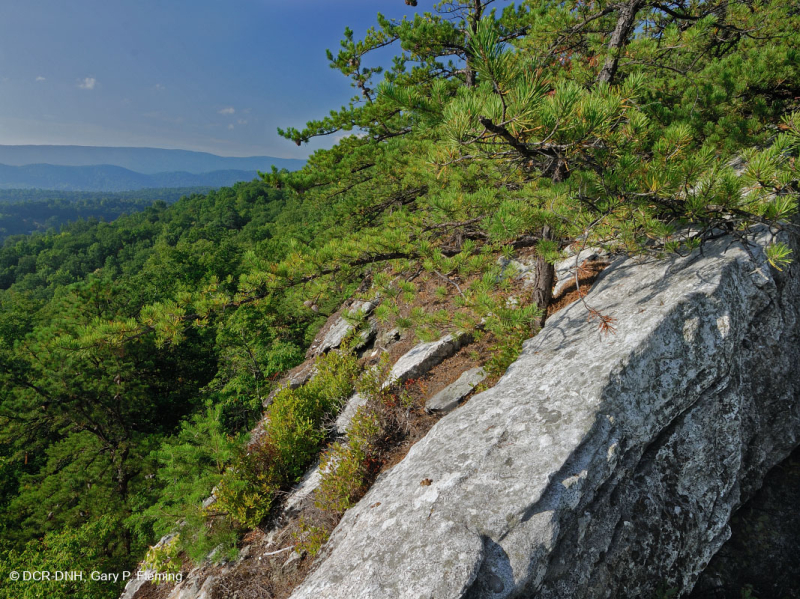 Thông Appalachian Trung tâm - Rừng sồi / Cây thạch nam – CEGL004996