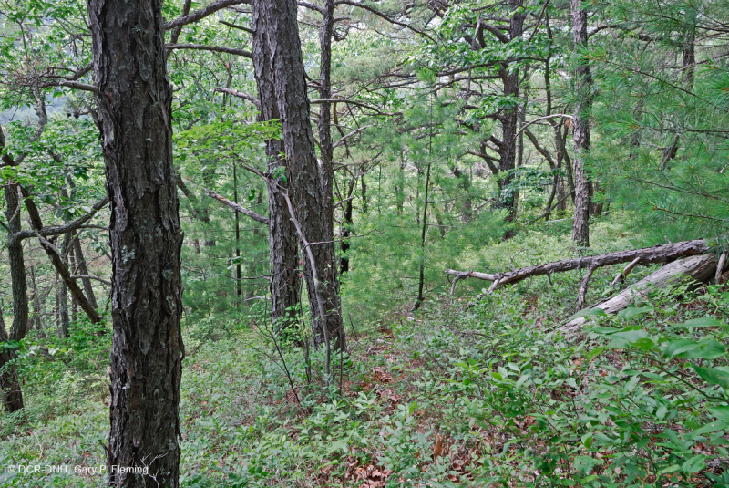 Thông Appalachian Trung tâm - Rừng sồi / Cây thạch nam – CEGL004996