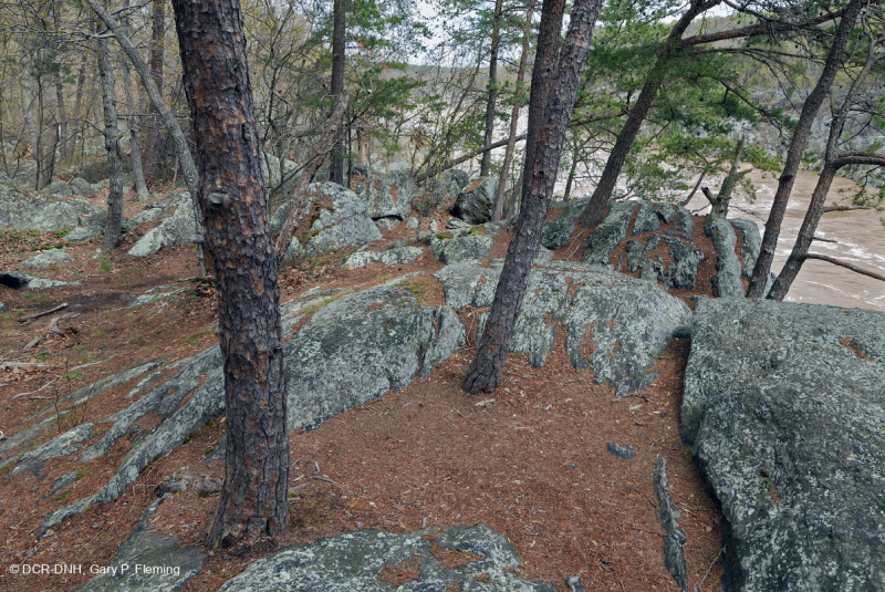 Khu rừng Riverside Bedrock Terrace – CEGL008449