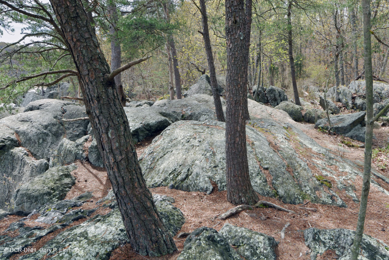 Khu rừng Riverside Bedrock Terrace – CEGL008449