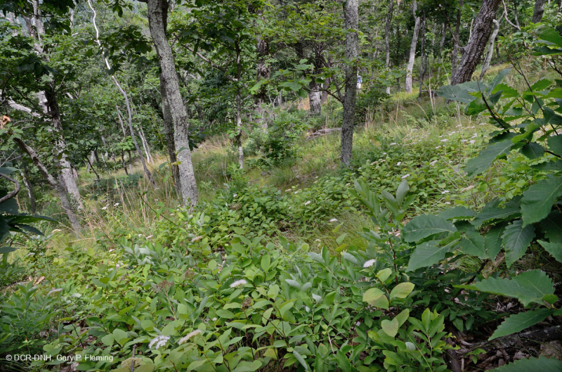 Sồi hạt dẻ khô hạn Appalachian miền Trung - Rừng thông Virginia – CEGL008540