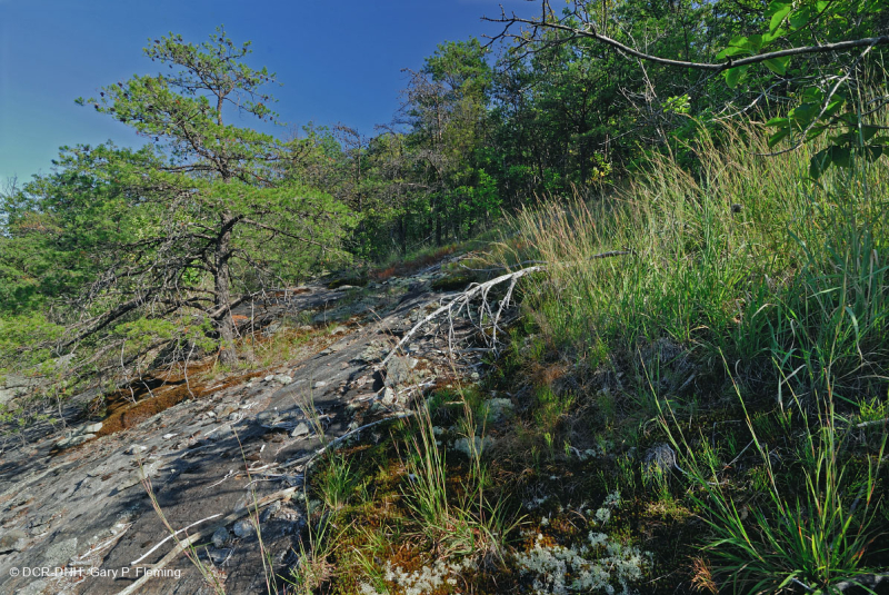 Sồi hạt dẻ khô hạn Appalachian miền Trung - Rừng thông Virginia – CEGL008540