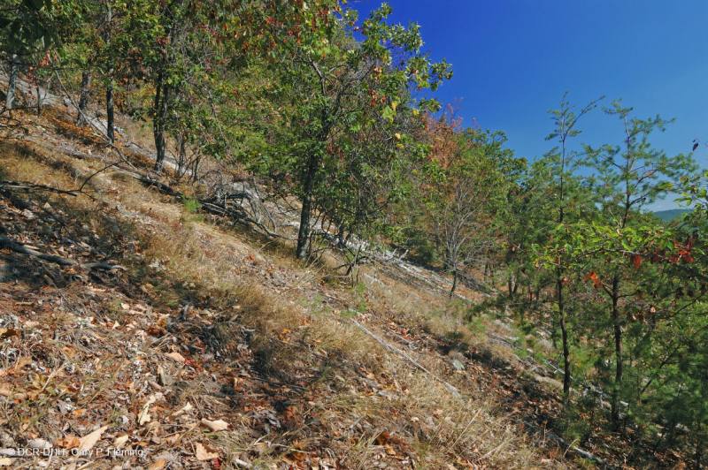 Sồi hạt dẻ khô hạn Appalachian miền Trung - Rừng thông Virginia – CEGL008540