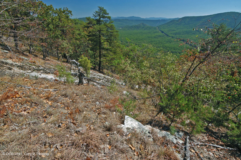 Sồi hạt dẻ khô hạn Appalachian miền Trung - Rừng thông Virginia – CEGL008540