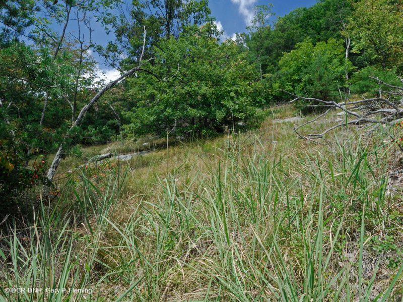 Sồi hạt dẻ khô hạn Appalachian miền Trung - Rừng thông Virginia – CEGL008540