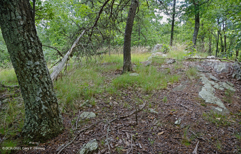 Sồi hạt dẻ khô hạn Appalachian miền Trung - Rừng thông Virginia – CEGL008540