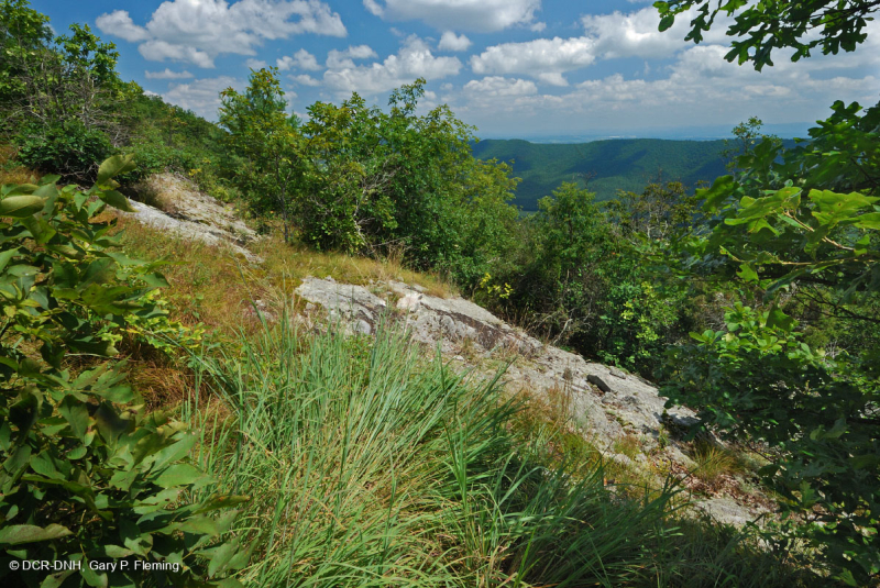 Sồi hạt dẻ khô hạn Appalachian miền Trung - Rừng thông Virginia – CEGL008540