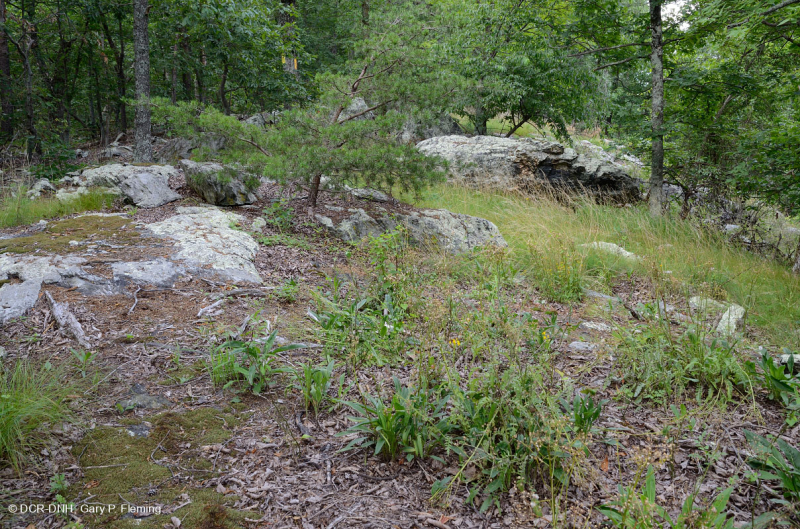 Sồi hạt dẻ khô hạn Appalachian miền Trung - Rừng thông Virginia – CEGL008540