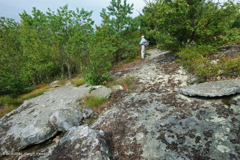 Rừng cây thông Appalachian Xeric – CEGL004821