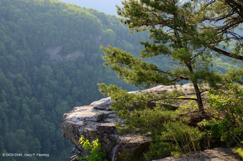 Rừng cây thông Appalachian Xeric – CEGL004821