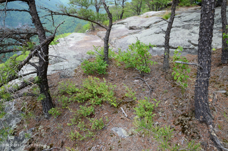 Rừng cây thông Appalachian Xeric – CEGL004821