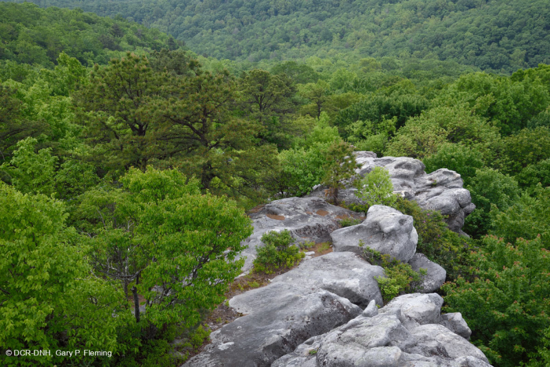 Rừng cây thông Appalachian Xeric – CEGL004821