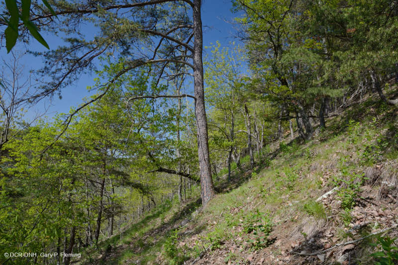 Đá phiến sét Appalachian Trung tâm cằn cỗi (Kiểu phía Nam) – CEGL006562