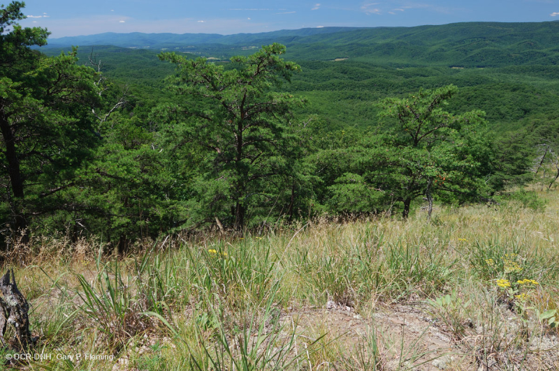 Đá phiến Appalachian Trung tâm cằn cỗi (Loại đồng cỏ/trọc đá phiến) – CEGL008530