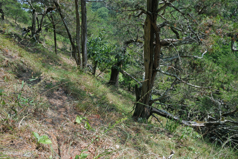 Đá phiến vôi Appalachian Trung tâm cằn cỗi - CEGL006037 (một phần)