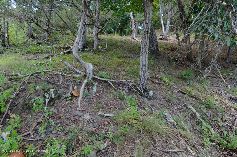 Đá phiến vôi Appalachian Trung tâm cằn cỗi - CEGL006037 (một phần)