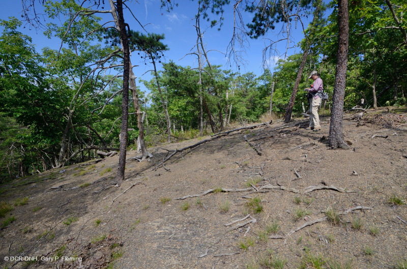 Đá phiến sét Appalachian Trung tâm cằn cỗi (Kiểu phía Bắc) – CEGL006288