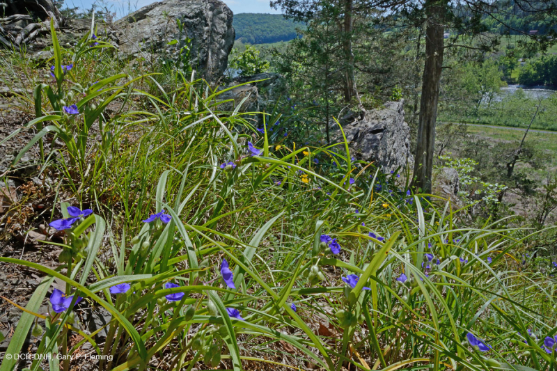 Đá phiến vôi Appalachian Trung tâm cằn cỗi - CEGL006037 (một phần)