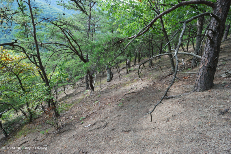 Đá phiến sét Appalachian Trung tâm cằn cỗi (Kiểu phía Bắc) – CEGL006288