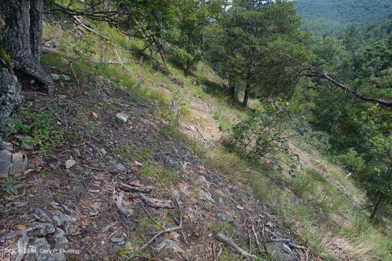 Đá phiến vôi Appalachian Trung tâm cằn cỗi - CEGL006037 (một phần)