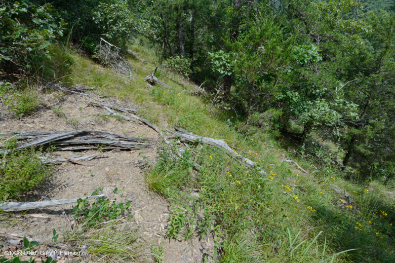 Đá phiến vôi Appalachian Trung tâm cằn cỗi - CEGL006037 (một phần)