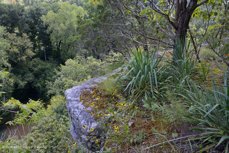 Cây sồi Chinquapin Appalachian Trung tâm - Rừng tuyết tùng đỏ phía Đông – CEGL006231