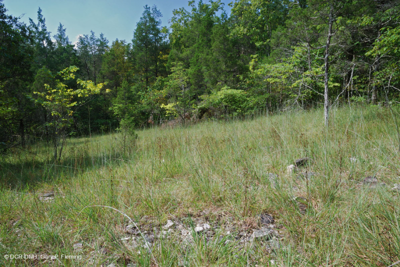 Đá vôi / Dolostone Barren (Loại thung lũng và sườn núi phía Nam) – CEGL005131