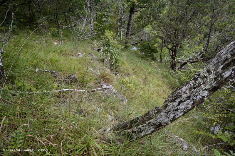 Đá vôi / Dolostone Barren (Loại thung lũng và sườn núi phía Nam) – CEGL005131