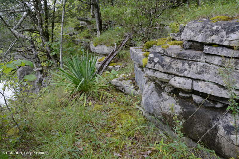 Đá vôi / Dolostone Barren (Loại thung lũng và sườn núi phía Nam) – CEGL005131