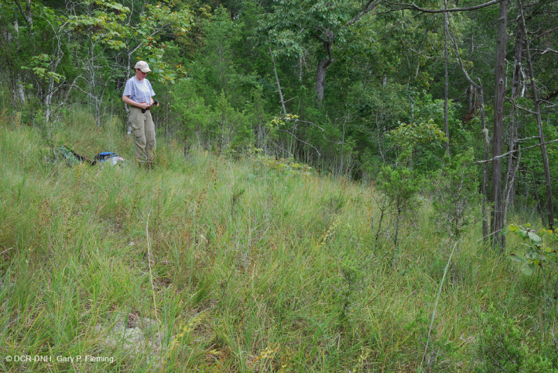 Đá vôi / Dolostone Barren (Loại thung lũng và sườn núi phía Nam) – CEGL005131