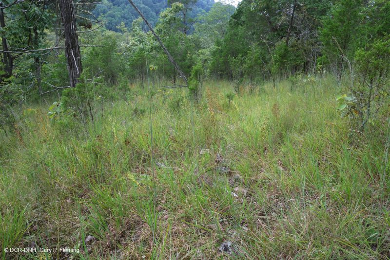 Đá vôi / Dolostone Barren (Loại thung lũng và sườn núi phía Nam) – CEGL005131