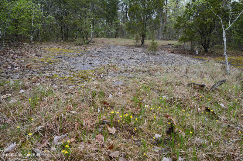 Đá vôi / Dolostone Barren (Loại thung lũng và sườn núi phía Nam) - CEGL005131