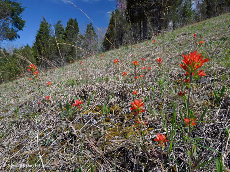 Đá vôi / Dolostone Barren (Loại sườn đồi và thung lũng) – CEGL004738