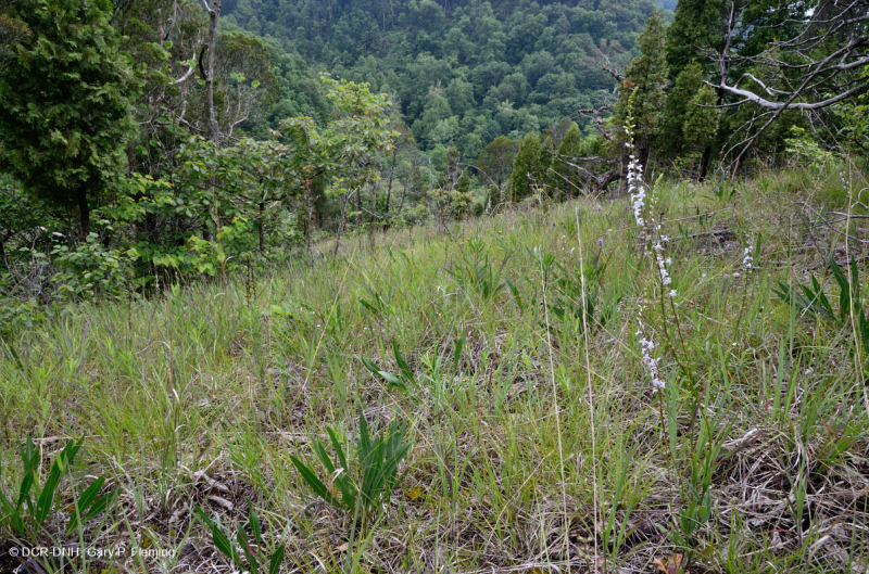 Đá vôi / Dolostone Barren (Loại sườn đồi và thung lũng) – CEGL004738