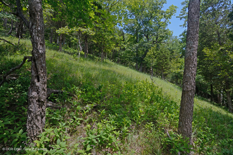 Rừng Dolostone Ridge và Valley – CEGL006030